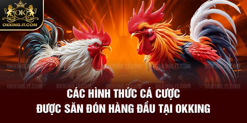 Các hình thức cá cược được săn đón hàng đầu tại Okking